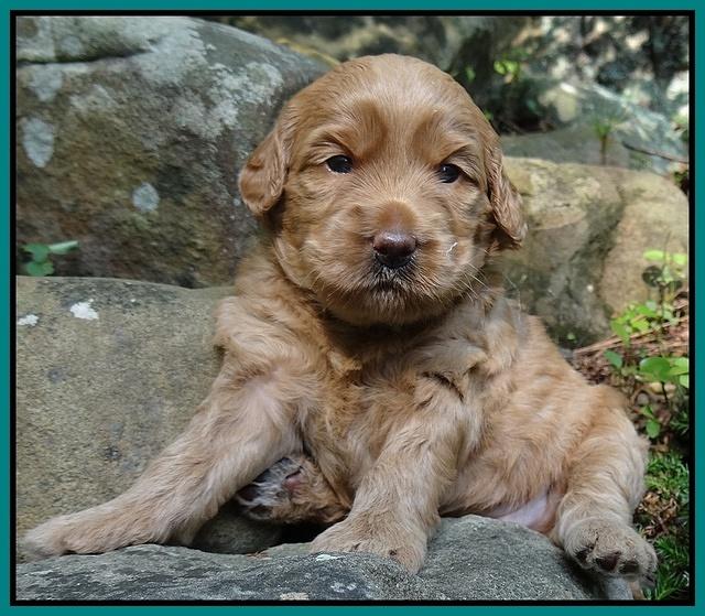 Emmie Gus pups 3 wks old 067
