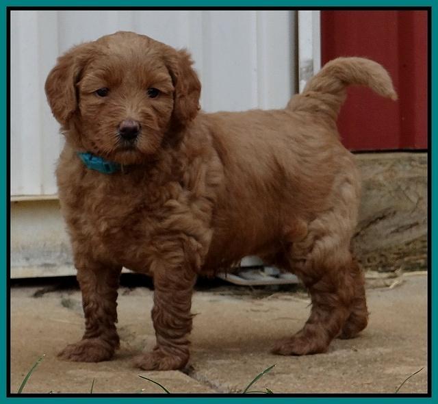 Emmie Gus pups 5 wks old 291