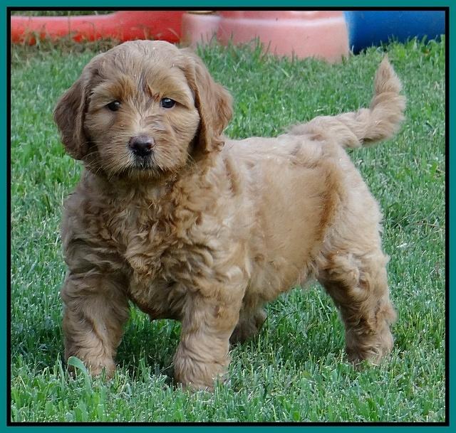 Emmie Gus pups 6 wks old 251