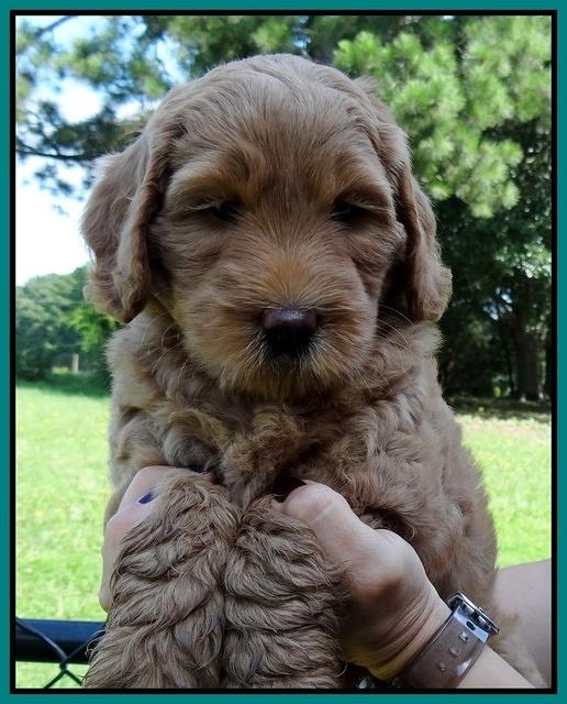 Emmie Gus pups 6 wks old 271