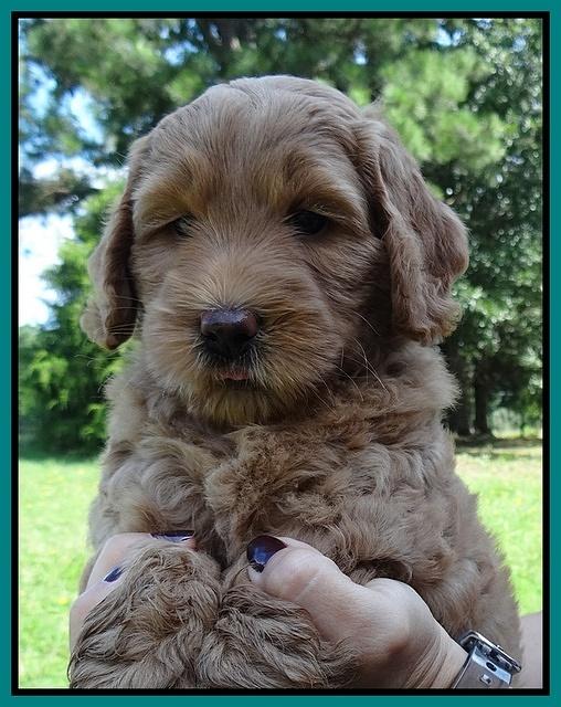 Emmie Gus pups 6 wks old 281