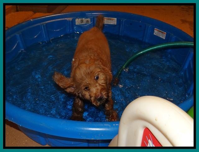 Emmie Gus pups 7 wks old 1 035