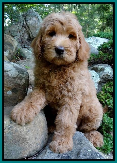 Emmie Gus pups 8 wks old 018