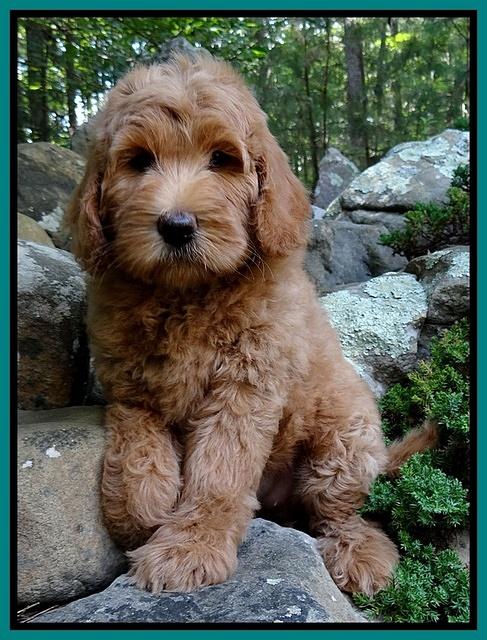 Emmie Gus pups 8 wks old 021