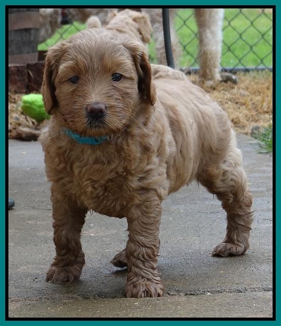 Emmie and Gus pups 5 wks old 11 006