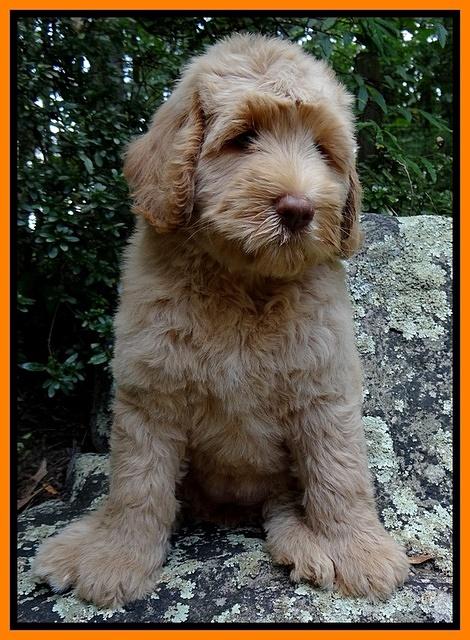 Emmie Gus 8 wks old 2 006
