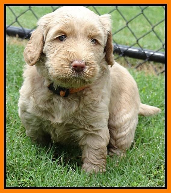 Emmie and Gus pups 5 wks old 11 007