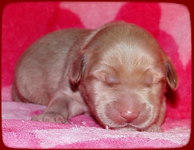 Emmie Gus pups 1 wk old 061