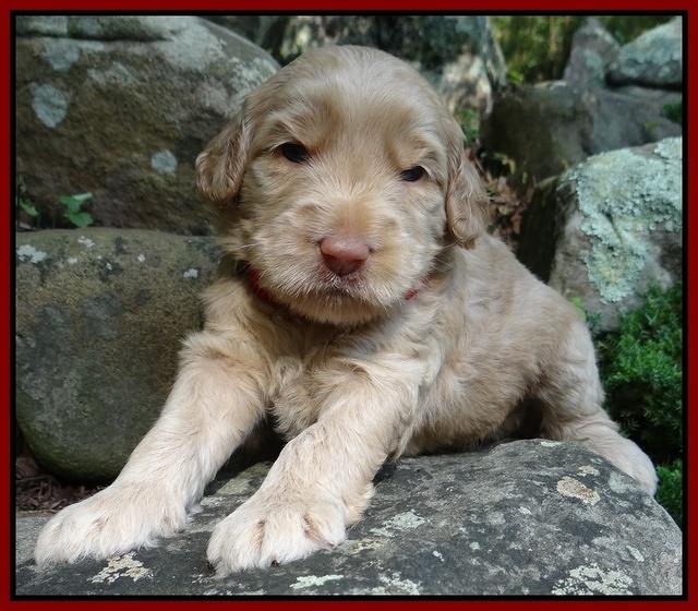 Emmie Gus pups 3 wks old 056