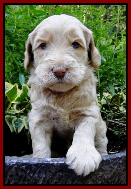 Emmie Gus pups 4 wks old 059
