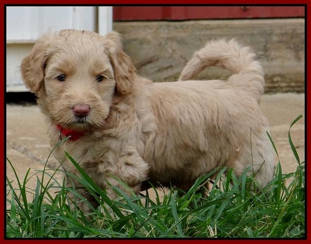 Emmie Gus pups 5 wks old 401