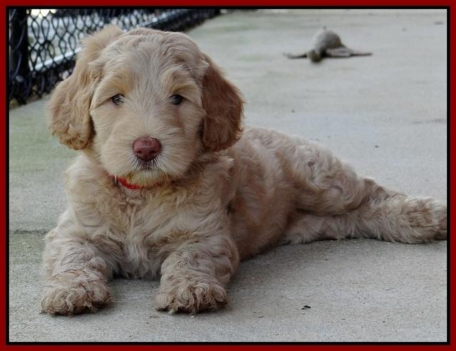 Emmie Gus pups 6 wks old 411