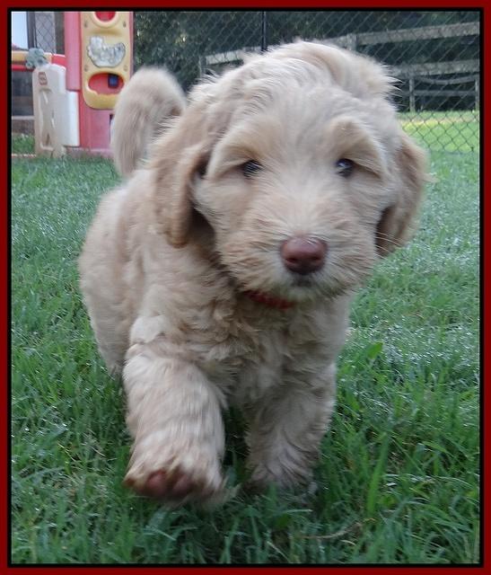 Emmie Gus pups 7 wks old 371