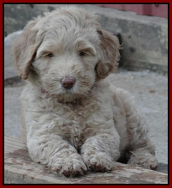 Emmie Gus pups 7 wks old 391