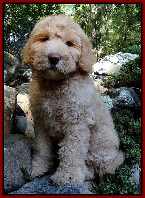 Emmie Gus pups 8 wks old 49