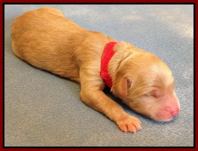 Emmie Gus pups newborn 1