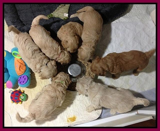 Emmie Gus 4 wks old eat