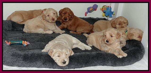 Emmie Gus pups 3 wks old 023