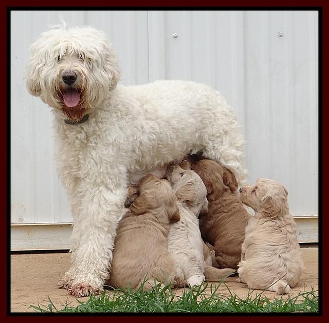 Emmie and Gus pups 4.5 wks old 241