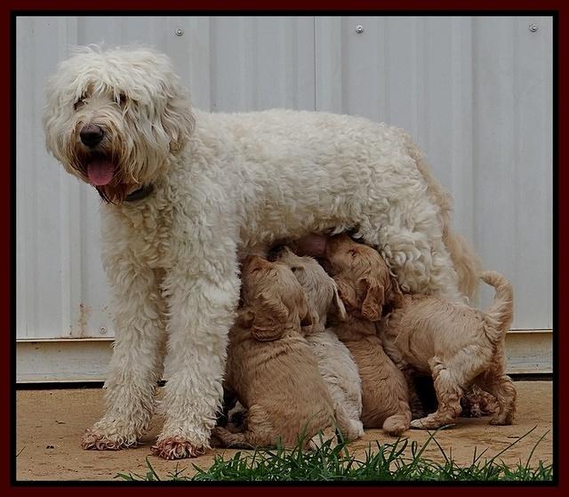 Emmie and Gus pups 4.5 wks old 261
