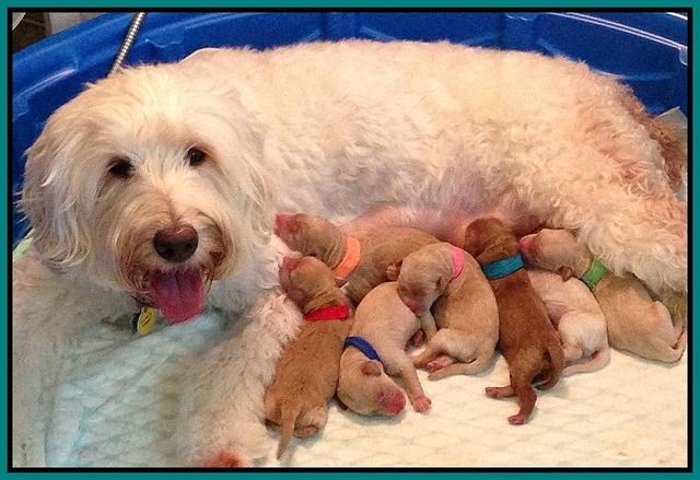 Emmie gus pups newborn 2