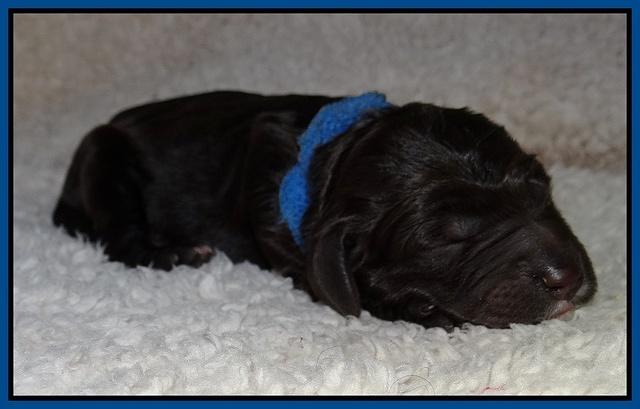 Paris Gus pups 1 day old 010