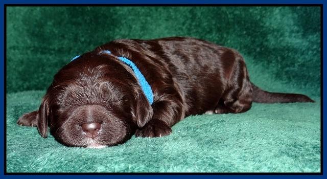 Paris Gus pups 1 wk old 010
