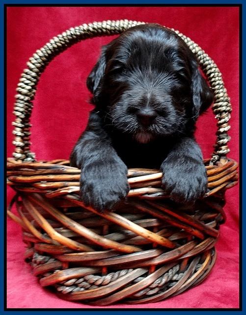 Paris Gus pups 3 wks old 050