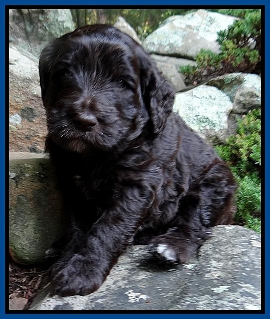 Paris Gus pups 4 wks old 002