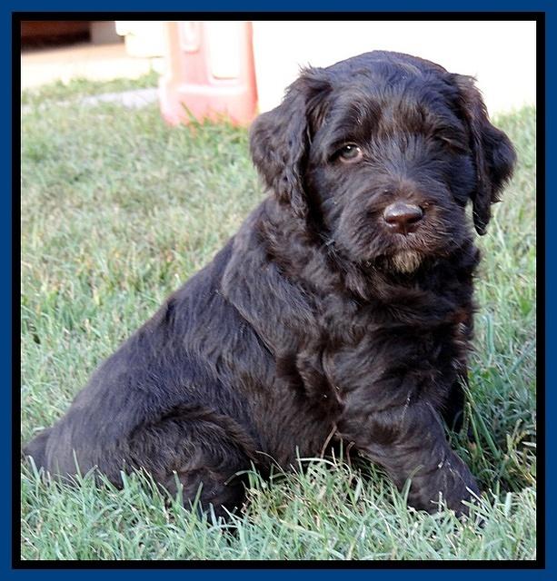 Paris Gus pups 5 wks old 51