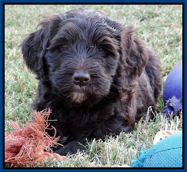 Paris Gus pups 6 wks old 92