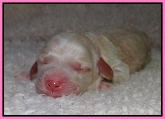 Paris Gus pups 1 day old 014