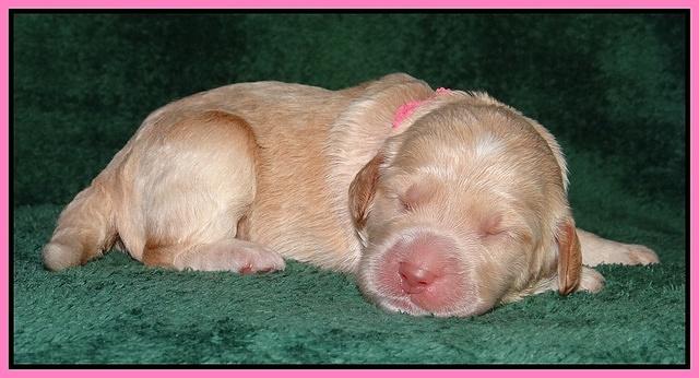 Paris Gus pups 1 wk old 014