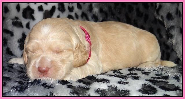 Paris Gus pups 2 wks old 044