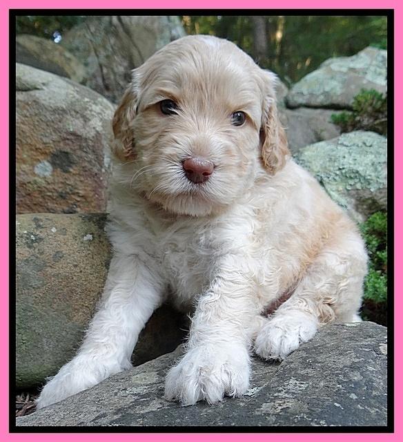 Paris Gus pups 4 wks old 011