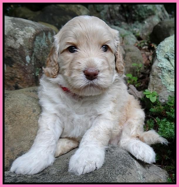 Paris Gus pups 4 wks old 013