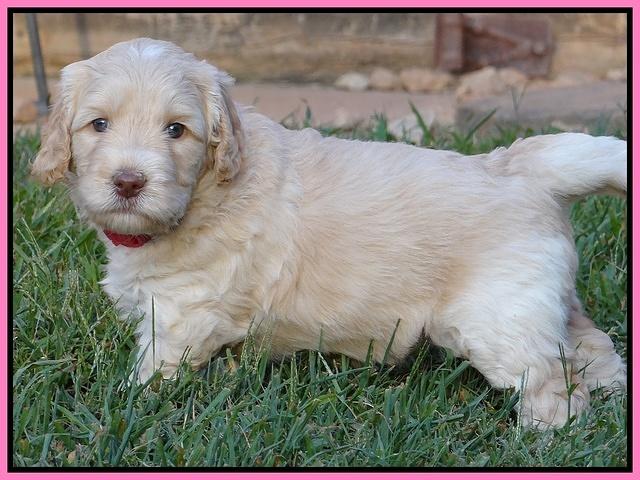 Paris Gus pups 5 wks old 121