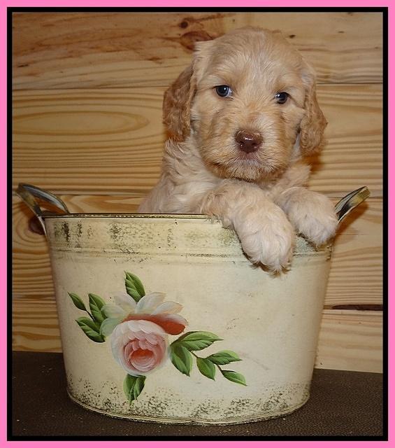 Paris Gus pups 5 wks old 71