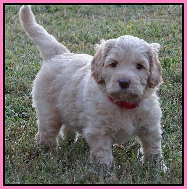 Paris Gus pups 6 wks old 32
