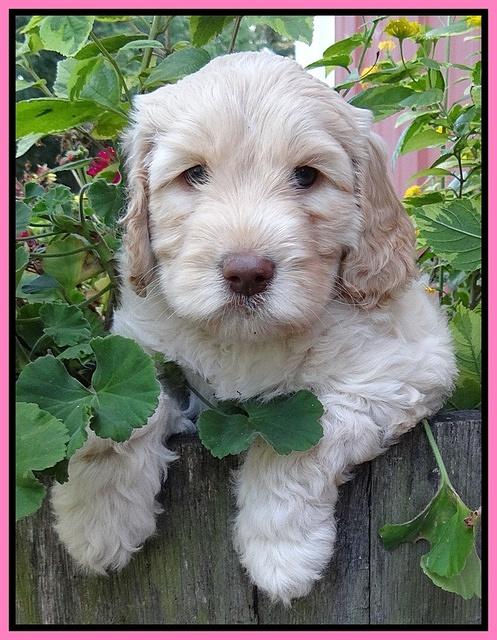 Paris Gus pups 6 wks old 43