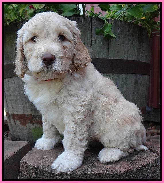 Paris Gus pups 6 wks old 53