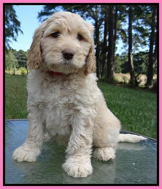 Paris Gus pups 7 wks old 61