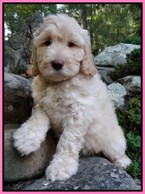 Paris Gus pups 8 wks old #4 006