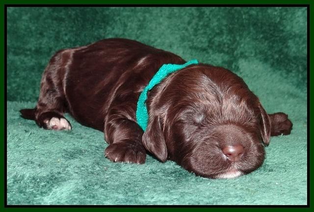 Paris Gus pups 1 wk old 027