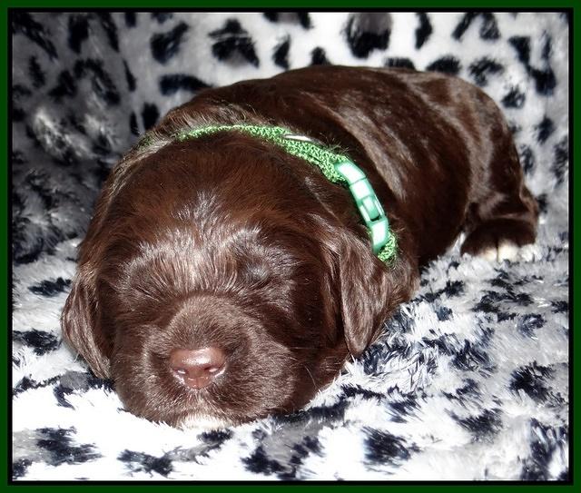 Paris Gus pups 2 wks old 058