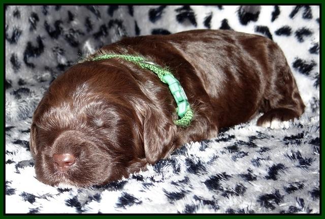 Paris Gus pups 2 wks old 061