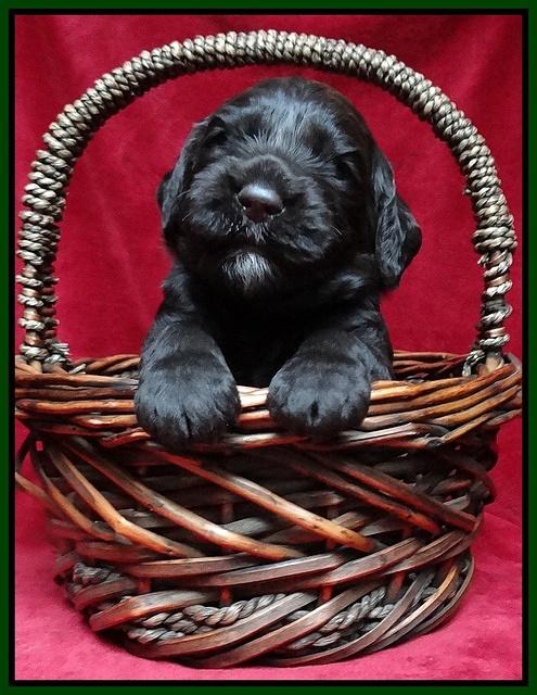 Paris Gus pups 3 wks old 070
