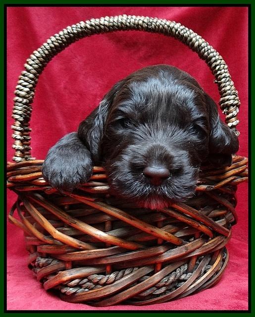 Paris Gus pups 3 wks old 081