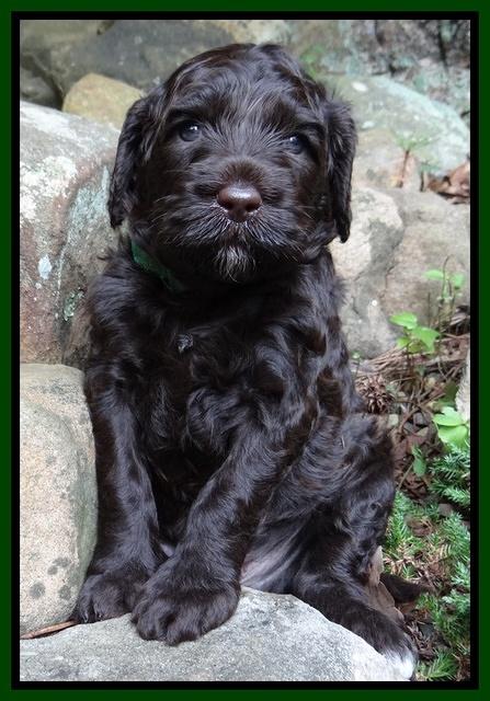 Paris Gus pups 4 wks old 025