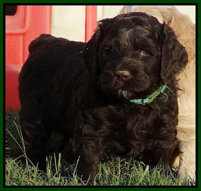 Paris Gus pups 5 wks old 181